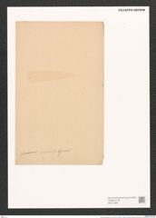 Nitzschia majuscula Grun. (de-Toni-Nr.: Genus 47, Species 2080) Zeichnungen Sammlung Grunow (NHMW-BOT-W0371986)